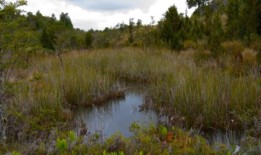 智利南部多雨的Chilo鬠面临饮用水危机