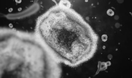 CNA解释：谁有患m痘的风险，你应该有多担心？