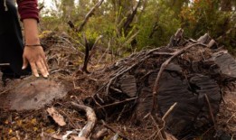 智利南部多雨的Chilo鬠面临饮用水危机