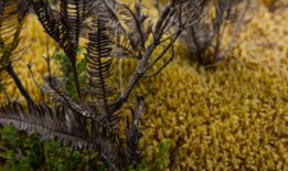 智利南部多雨的Chilo鬠面临饮用水危机