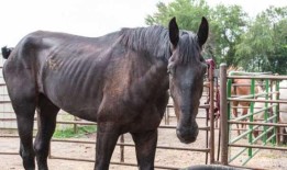 得梅因一匹营养不良的马将留在ARL护理中心，其主人将面临指控