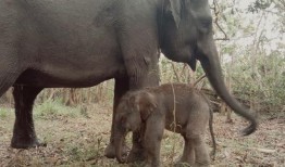 极度濒危的苏门答腊象在印度尼西亚出生