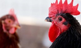美国疾病控制与预防中心证实第三例人类感染H5禽流感病例