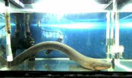 电鳗发出的电可能会将遗传物质传递给附近的动物