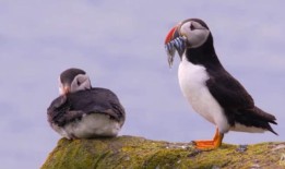 英国禁止捕捞沙鳗激怒了丹麦渔民，引发了欧盟的挑战