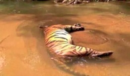 在河里发现一只死虎