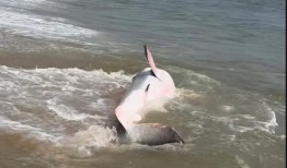 救援人员在楠塔基特岛拯救搁浅的大白鲨：视频