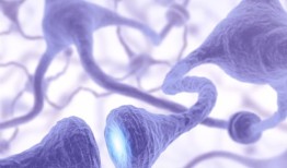 研究发现神经元功能和存活的重要调节因子