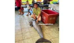快速检查：伊洛瓦底海豚是在沙捞越被渔网捕获的吗？