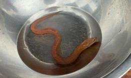 金鳗的发现引发了柬埔寨的彩票狂潮