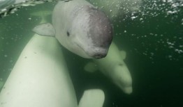 在加拿大用这些令人惊叹的直播摄像头观看健谈的白鲸家庭迁移