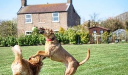 爪子和护照：把你的宠物带到海外