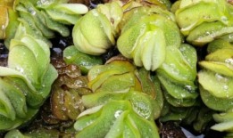 巨型萨尔维尼亚：阿拉巴马州关闭了捕鱼湖，以杀死快速生长的入侵植物