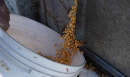 美国农业部上调美国玉米产量预估，削减库存