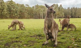 98起袋鼠死亡案件的嫌疑人被捕