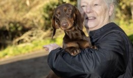 威克洛的阿什动物保护区正在努力为40只获救的狗狗找到新家