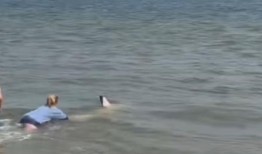 救援人员在楠塔基特岛拯救搁浅的大白鲨：视频