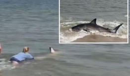 救援人员在楠塔基特岛拯救搁浅的大白鲨：视频