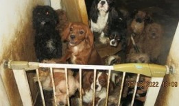 小狗农场的主人在Gumtree上出售狗之前，把狗养在“恶劣”的环境中