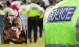 一名警察在可能的XL霸凌袭击中“严重受伤”