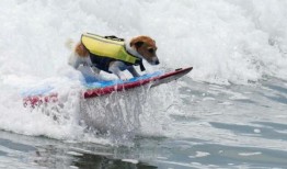 来见见爱在秘鲁冲浪的杰克罗素梗狗Efruz吧