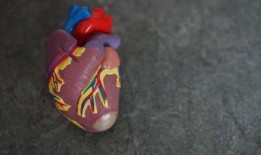 小鼠研究发现增加心脏酮可能有助于治疗心力衰竭