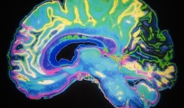 研究指出，白细胞在大脑发育中起着重要作用