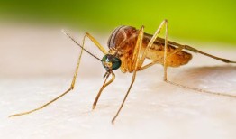 莫比尔县报告了两例西尼罗病毒病例;阿拉巴马州今年有12人