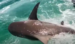 佛罗里达袭击事件造成3人受伤，几天后，在墨西哥湾观看鲨鱼撞击水上摩托车：“这太可怕了”