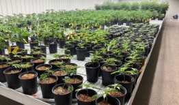 “令人心碎”的医用大麻延迟在阿拉巴马州拖延;法官发布新命令