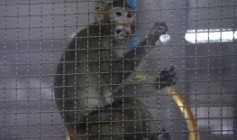 乔治亚州西南部一项耗资4亿美元的猴子繁育设施计划遭到抗议