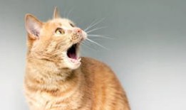 法国法院对称马克龙妻子为男人的女性处以罚款