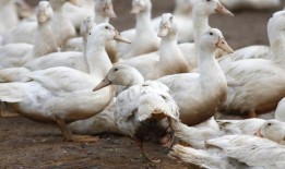 禽流感：在文德海的一个农场首次发现疫情