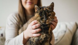 诺维奇的主人哀悼“世界上最老的猫”，33岁的罗西去世了