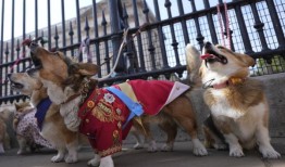 柯基犬游行经过白金汉宫，向女王伊丽莎白二世致敬