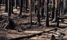 太平洋西北地区因野火燃烧面临严重火灾风险