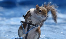 滑水松鼠“Twiggy”将出现在2024年波士顿新英格兰游艇展上