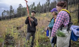 志愿者帮助幼苗扎根，新墨西哥州试图从历史性的野火中恢复过来