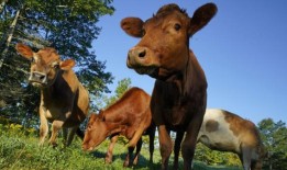 研究：给吃草的牛喂海藻可以减少近40%的甲烷排放