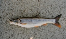 垂钓者以北方派克明诺为目标赚钱，提高了鲑鱼的存活率