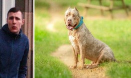 暴力暴徒在与女友的激烈争吵中刺伤了XL Bully