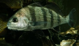 让佛罗里达居民烦恼的神秘低音可能只是鱼在大声交配