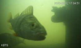 厌倦了世界末日？试着按门铃买鱼