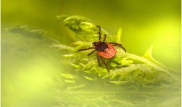 滴答作响的定时炸弹：新的模型预测苏格兰蜱虫数量将大幅增加